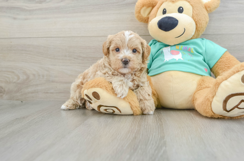 5 week old Maltipoo Puppy For Sale - Florida Fur Babies