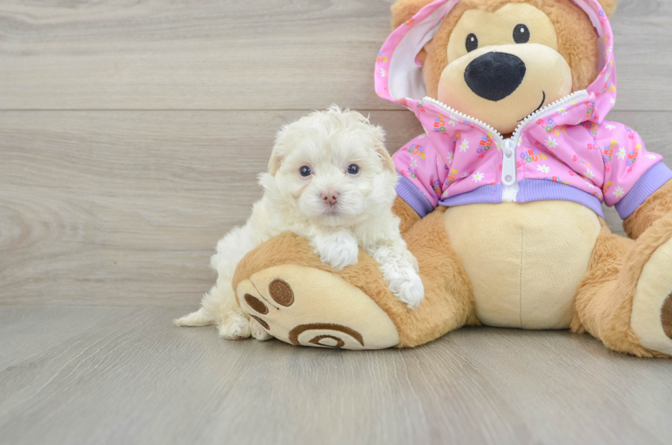 5 week old Maltipoo Puppy For Sale - Florida Fur Babies