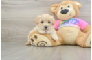 Energetic Multipoo Poodle Mix Puppy