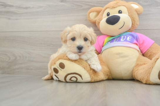 Energetic Multipoo Poodle Mix Puppy