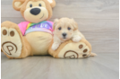 Best Maltipoo Baby