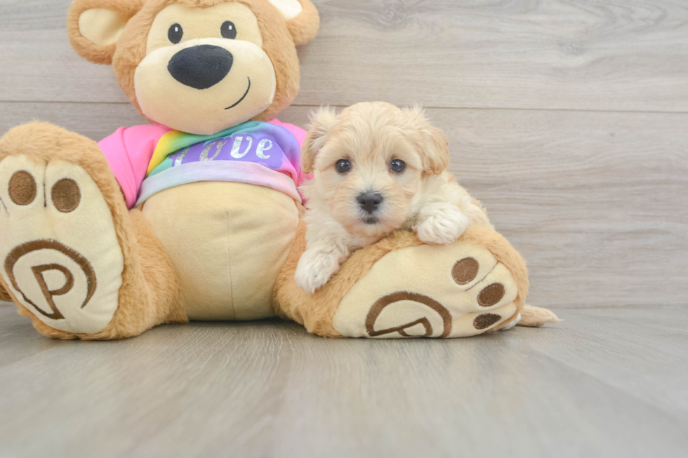 Best Maltipoo Baby