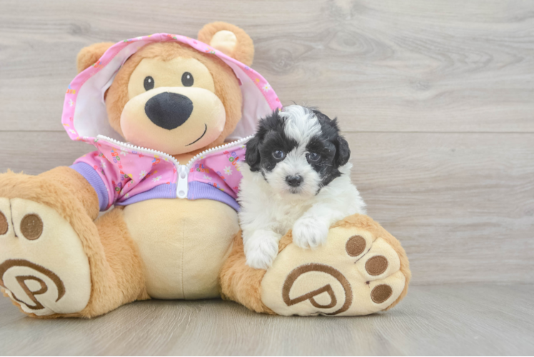 Best Maltipoo Baby