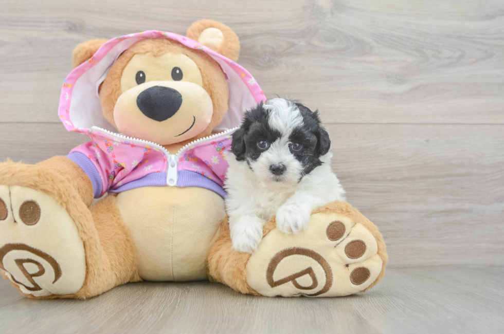 5 week old Maltipoo Puppy For Sale - Florida Fur Babies