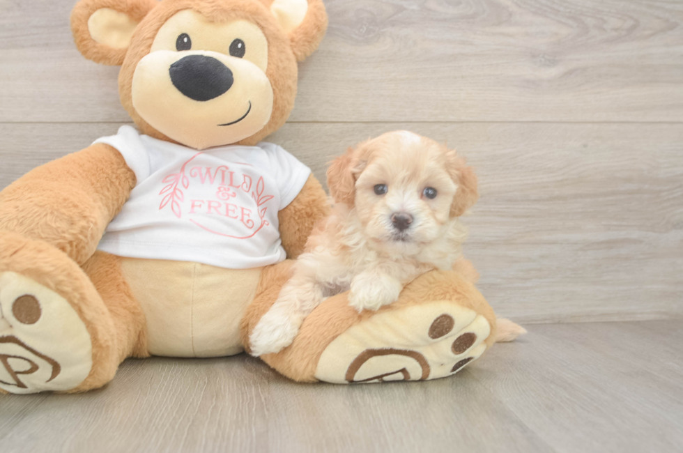 5 week old Maltipoo Puppy For Sale - Florida Fur Babies