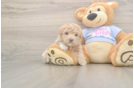 Maltipoo Pup Being Cute