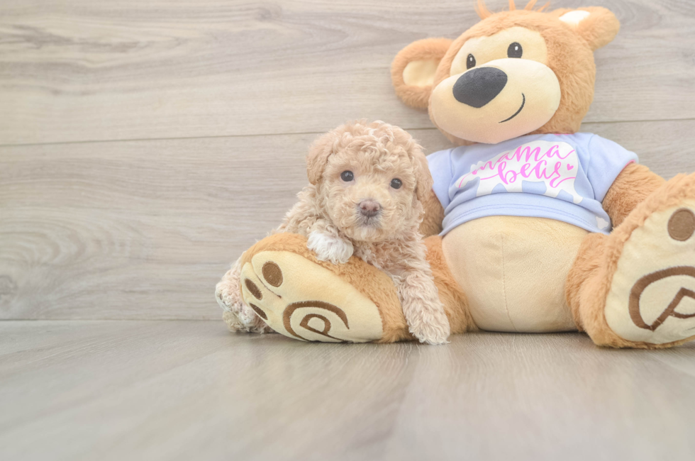 5 week old Maltipoo Puppy For Sale - Florida Fur Babies