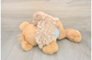 Maltipoo Puppy for Adoption
