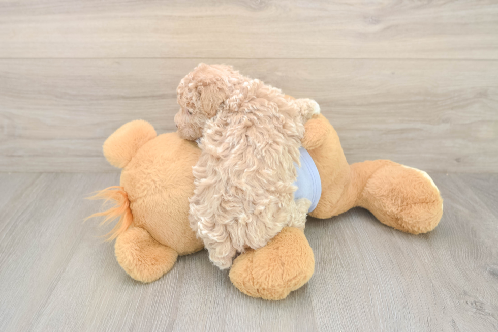 Maltipoo Puppy for Adoption