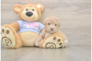 Cute Maltipoo Baby