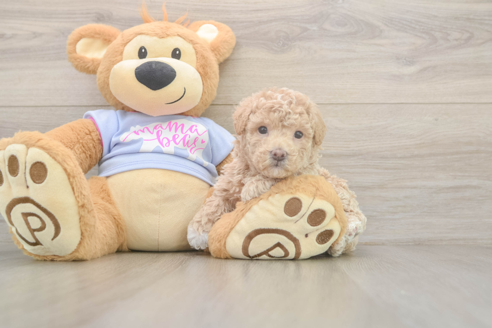 Cute Maltipoo Baby