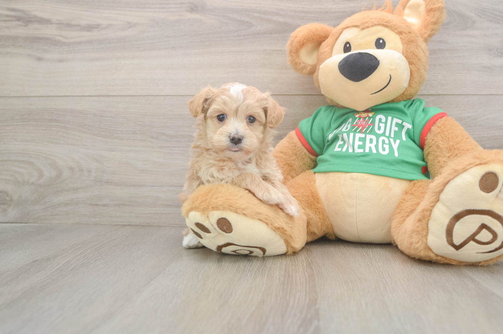 5 week old Maltipoo Puppy For Sale - Florida Fur Babies