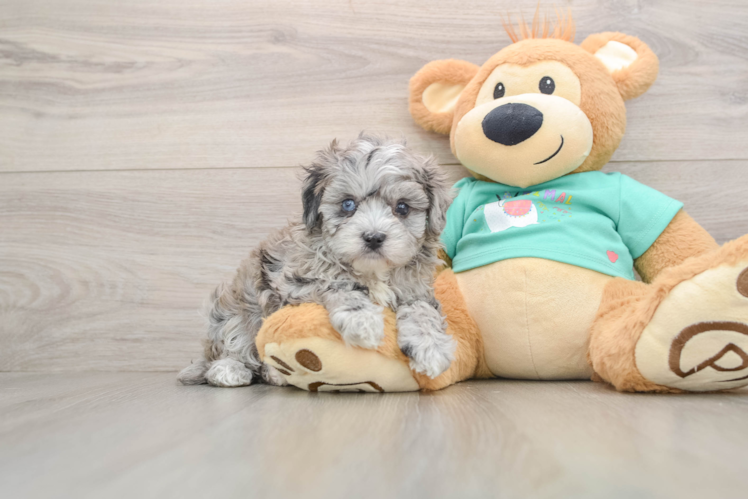 Fluffy Maltipoo Poodle Mix Pup