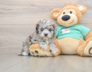 7 week old Maltipoo Puppy For Sale - Florida Fur Babies