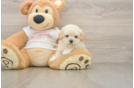 Smart Maltipoo Poodle Mix Pup