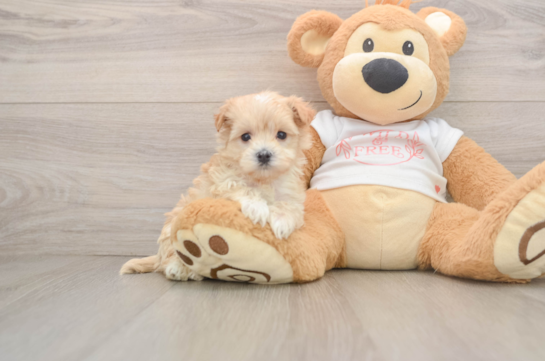 Maltipoo Pup Being Cute