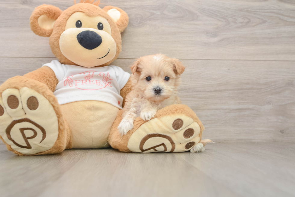 Energetic Malt Oodle Poodle Mix Puppy