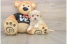 Maltipoo Puppy for Adoption
