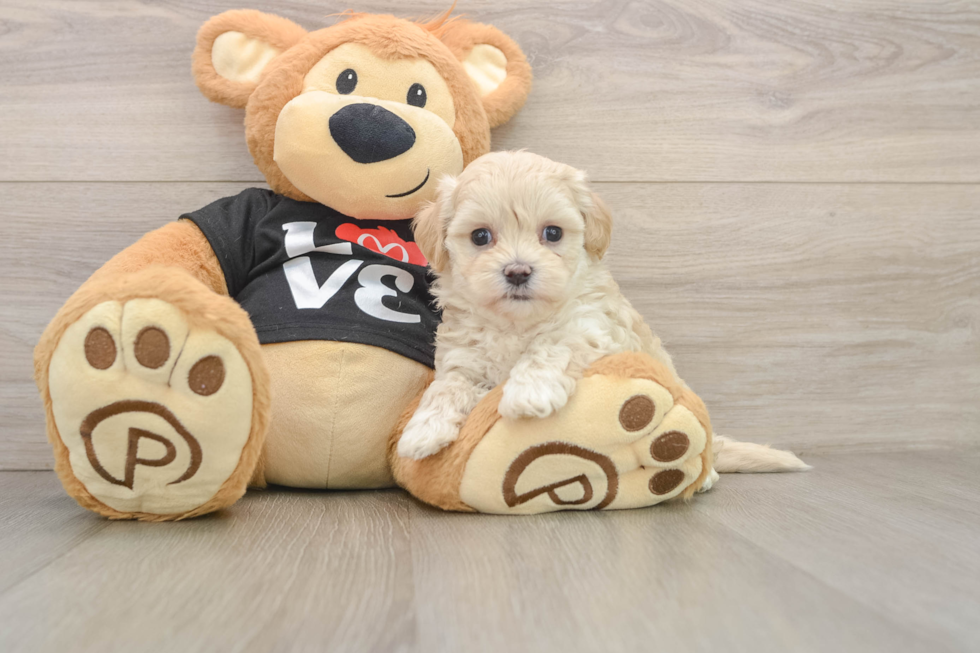 Maltipoo Puppy for Adoption