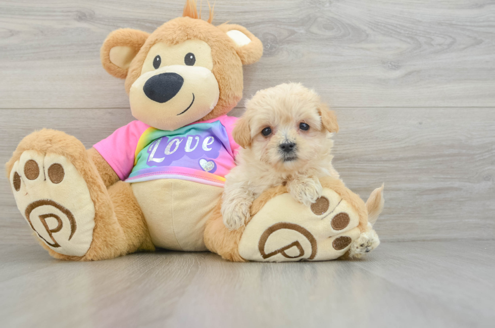 7 week old Maltipoo Puppy For Sale - Florida Fur Babies