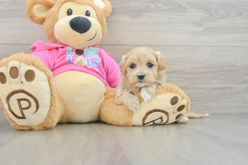 5 week old Maltipoo Puppy For Sale - Florida Fur Babies
