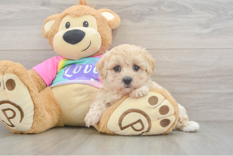 Maltipoo Puppy for Adoption