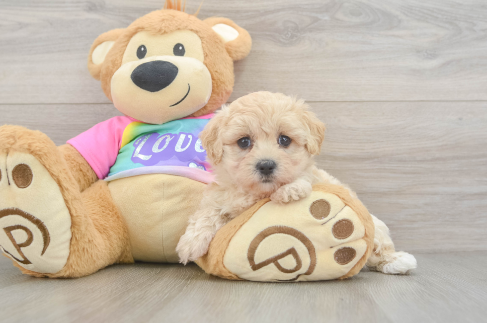 5 week old Maltipoo Puppy For Sale - Florida Fur Babies