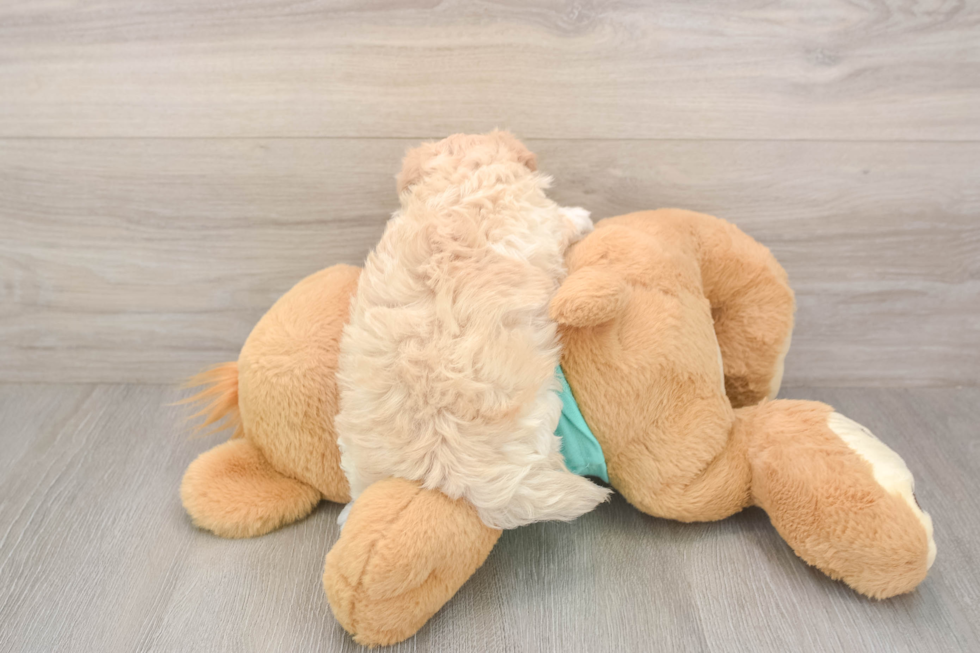 Meet Wanda - our Maltipoo Puppy Photo  3/3 - Florida Fur Babies Petite Maltipoo Poodle Mix Pup