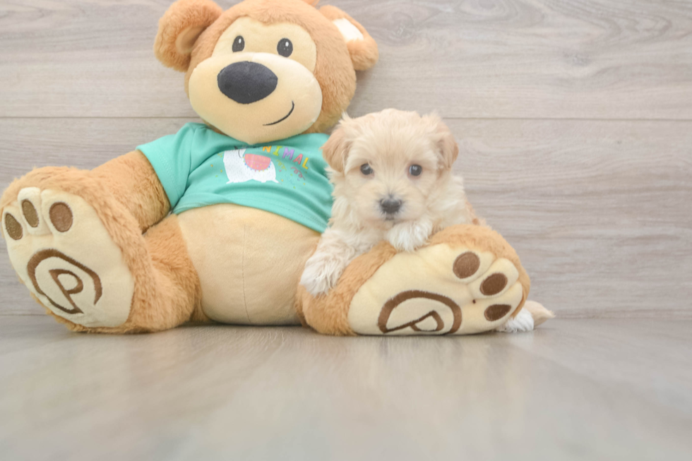 Meet Wanda - our Maltipoo Puppy Photo  2/3 - Florida Fur Babies Popular Maltipoo Poodle Mix Pup