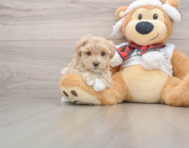 8 week old Maltipoo Puppy For Sale - Florida Fur Babies