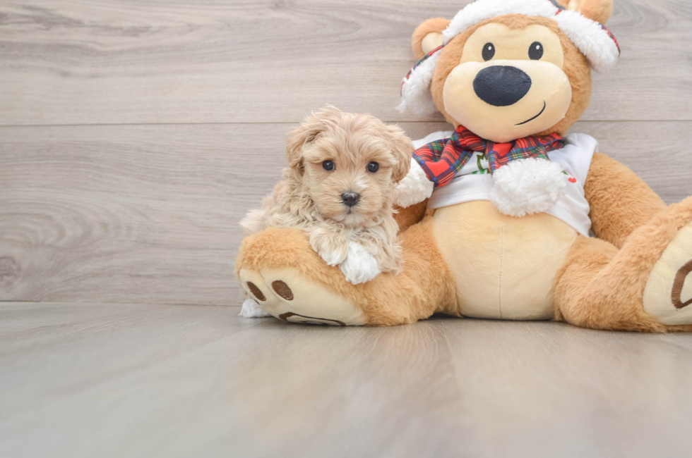 5 week old Maltipoo Puppy For Sale - Florida Fur Babies