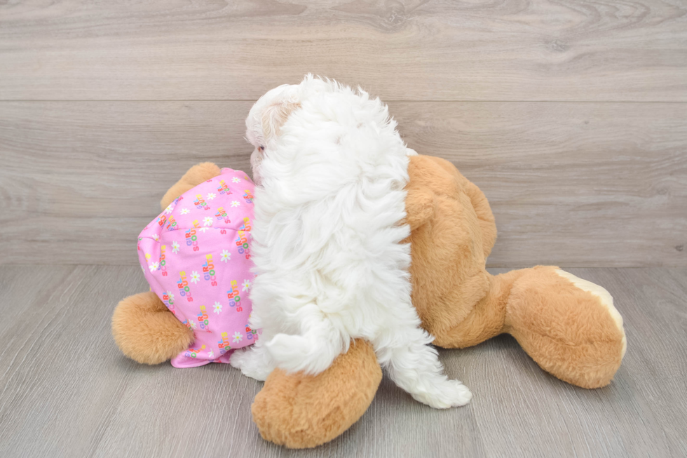 Maltipoo Pup Being Cute