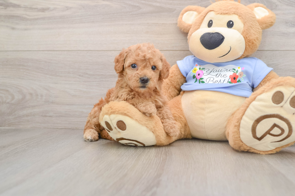 Maltipoo Pup Being Cute