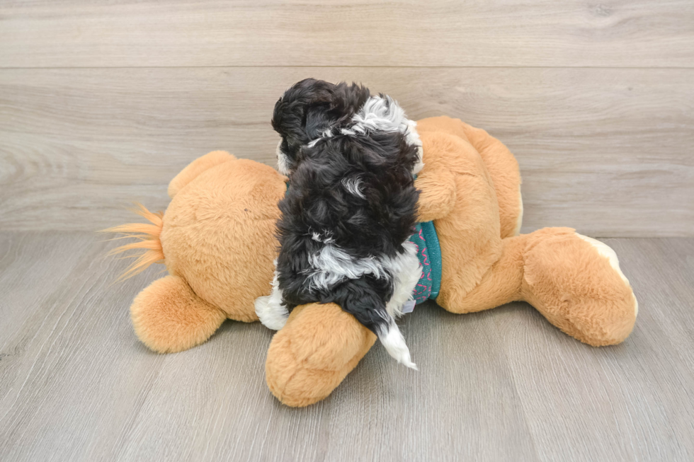 Best Maltipoo Baby