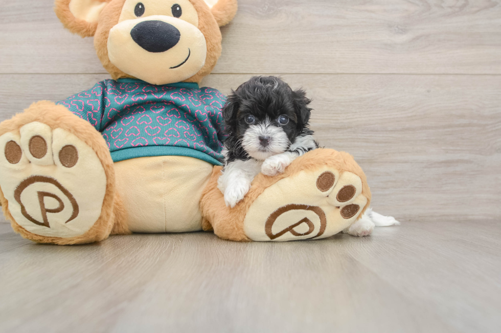 Best Maltipoo Baby