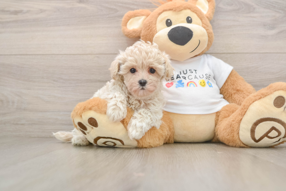 Friendly Maltipoo Baby