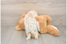 Smart Maltipoo Poodle Mix Pup