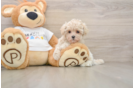 Playful Malt Oodle Poodle Mix Puppy