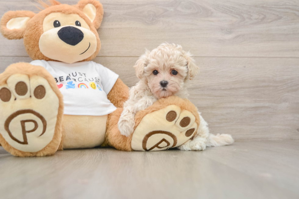 Playful Malt Oodle Poodle Mix Puppy