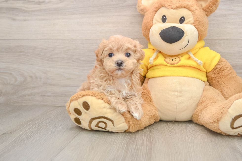 Playful Maltese Poodle Poodle Mix Puppy