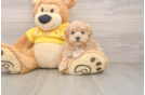 Maltipoo Puppy for Adoption