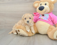 8 week old Maltipoo Puppy For Sale - Florida Fur Babies
