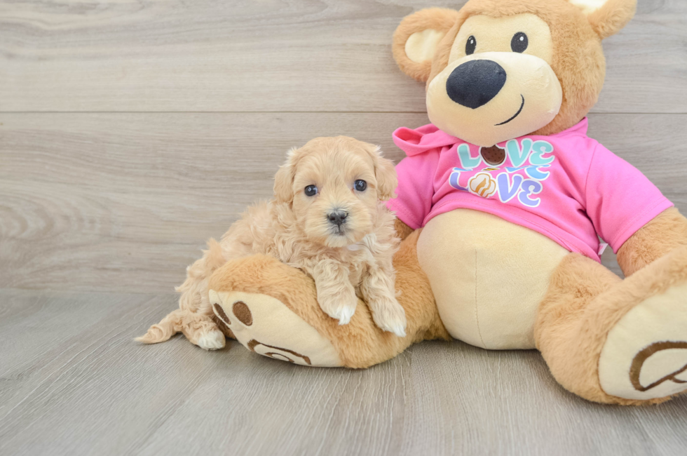 5 week old Maltipoo Puppy For Sale - Florida Fur Babies