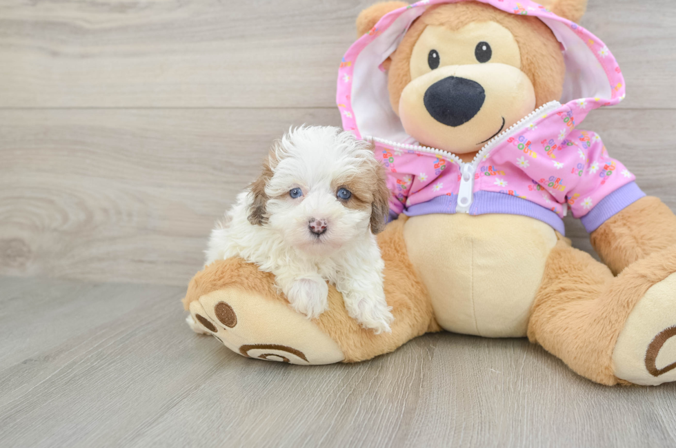 6 week old Maltipoo Puppy For Sale - Florida Fur Babies
