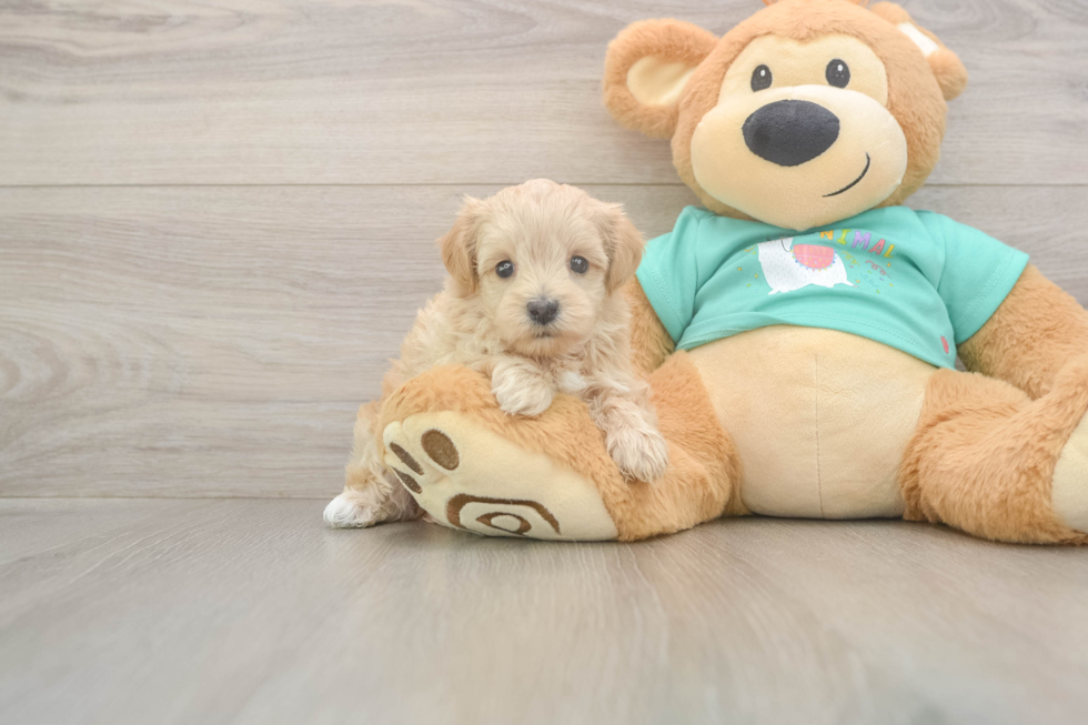 Meet Winfrey - our Maltipoo Puppy Photo  1/3 - Florida Fur Babies Best Maltipoo Baby