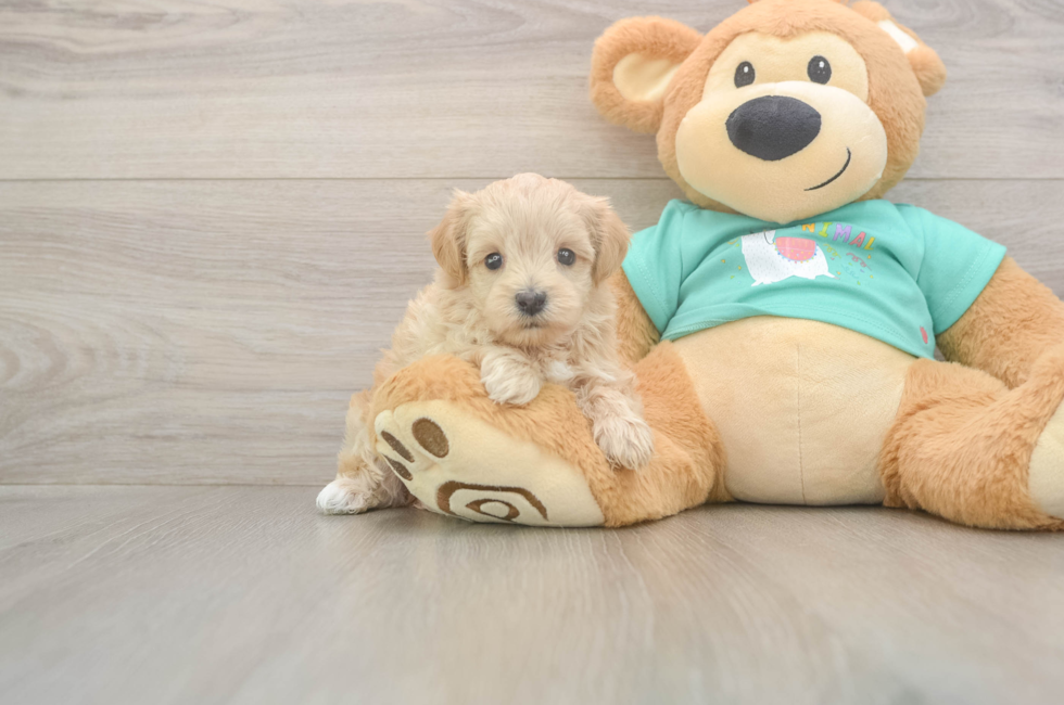 5 week old Maltipoo Puppy For Sale - Florida Fur Babies