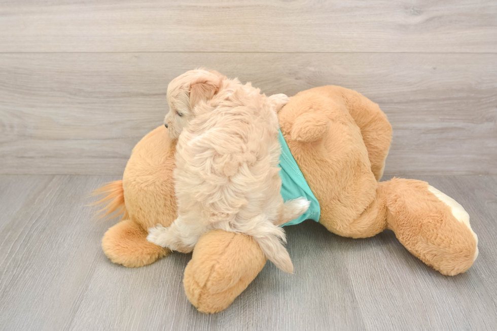 Meet Winfrey - our Maltipoo Puppy Photo  3/3 - Florida Fur Babies Adorable Moodle Poodle Mix Puppy