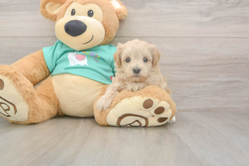 Meet Winfrey - our Maltipoo Puppy Photo  2/3 - Florida Fur Babies Energetic Maltese Poodle Poodle Mix Puppy