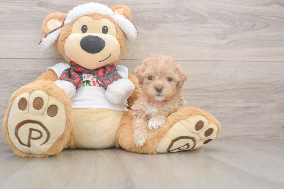 Maltipoo Puppy for Adoption