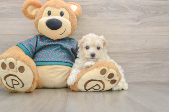 Best Maltipoo Baby